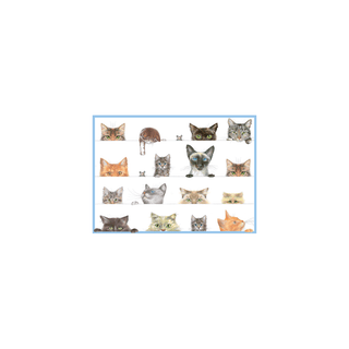 Caspari Birthday Party Animals - Set Of Six Greeting Cards And Envelopes BDAYPARTYANIMAL